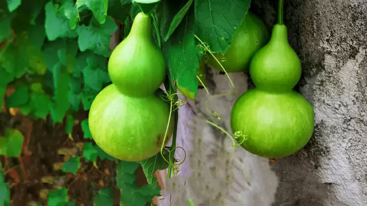 Gourd