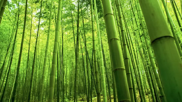 Bamboo